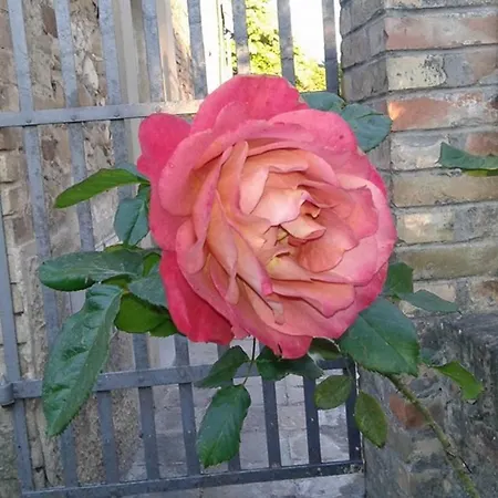 Il Nido Del Cuculo